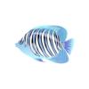 Sky Regal Angelfish