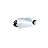 Silver Masked Angelfish