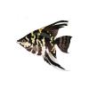 White Marble Angelfish