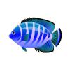 Wintermint Angelfish