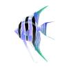 Blue Altum Angel