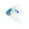 Blue Koi Patch Angel