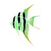 Green Altum Angel