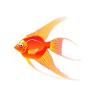Orange Rush Angelfish