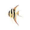Yellow Altum Angel