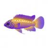 Gold and Violet Apisto