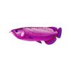 Purple Trim Arowana