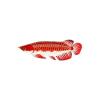 Xmas Gift Arowana