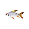 Flagtail Characin