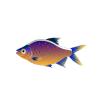Gold Belly Barb