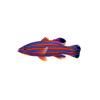 Candy Basslet