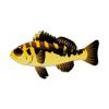 Gold Chalk Basslet