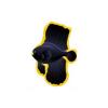 Golden Glitter Batfish