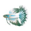 Aqua Snow Betta