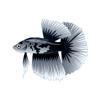 Black Marble Betta