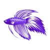 Blackberries & Cream Betta