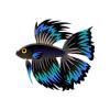 Aqua Blackfin Betta