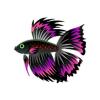 Pink Blackfin Betta