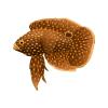 Caramel Autumn Marine Betta