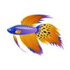 Cobalt Cheetah Betta