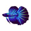 Cobalt Spiketail Betta
