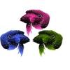 Colormorph Marine Betta