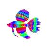 Wild Rainbow Dorsal Betta