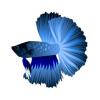 Electric Blue Betta