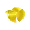 Golden Betta