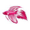 Pink Cream Betta