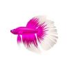 Pink Halfmoon Betta