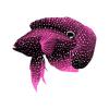Pink Marine Betta