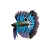 Aqua Polka Betta