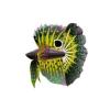 Banana Polka Betta