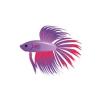 Purple Betta