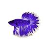 Amethyst Spring Betta