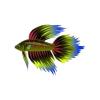 Blue Tiedye Betta