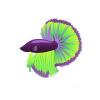 Violet Lime Betta