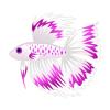 Orchid Whitefin Betta