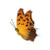 Angel Wing Butterfly