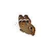 Buckeyes Butterfly