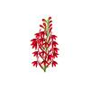 Butterfly Cardinal Plant
