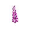 Butterfly Delphinium