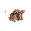Chocolate Butterfly