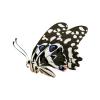 Citrus Swallowtail Butterfly