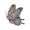 Cobweb Butterfly