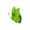 Colorful Butterflies