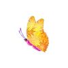 Goldenwing Firework Butterfly