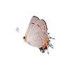 Gray Hairstreak Butterfly