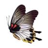 Great Mormon Butterfly